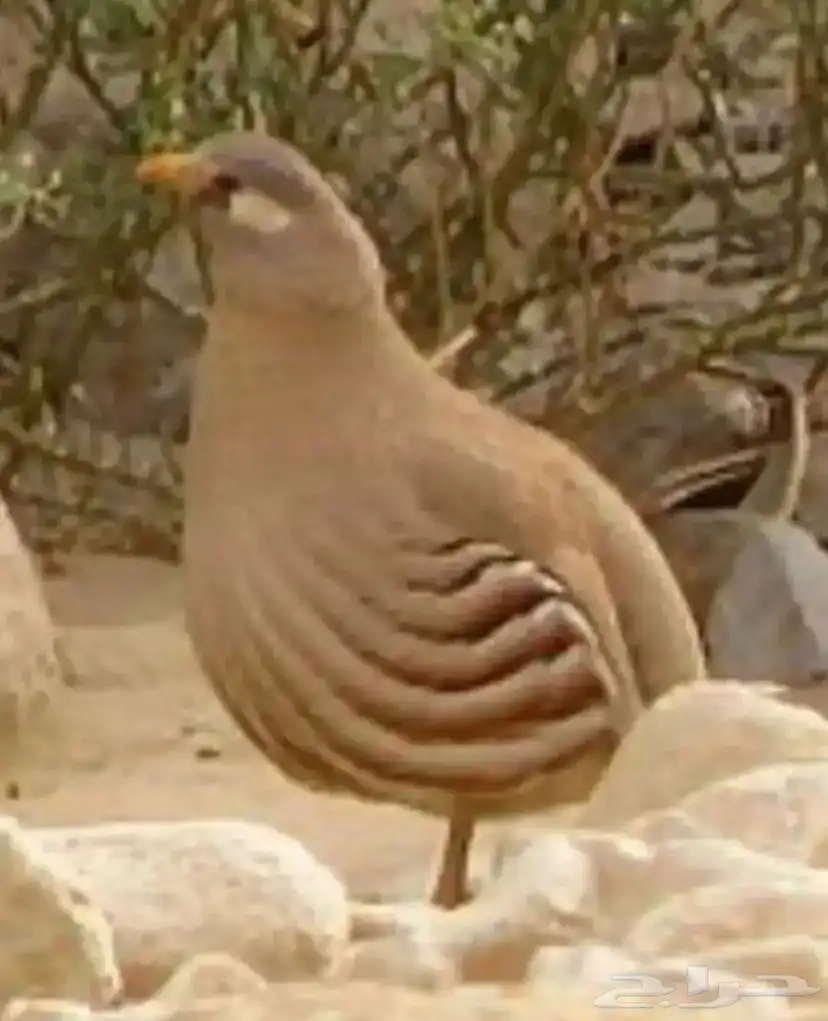 حجل بري مشروط من جميع الأمراض الموقع الأمواه 2