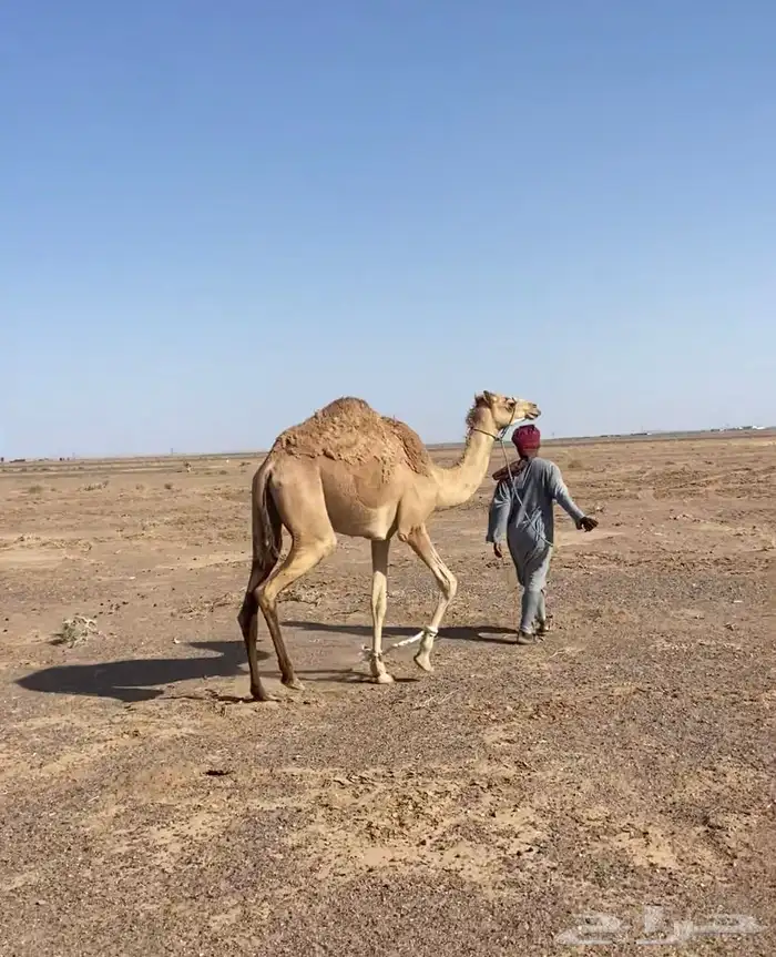 للبيع بكره حقه تقاود 2