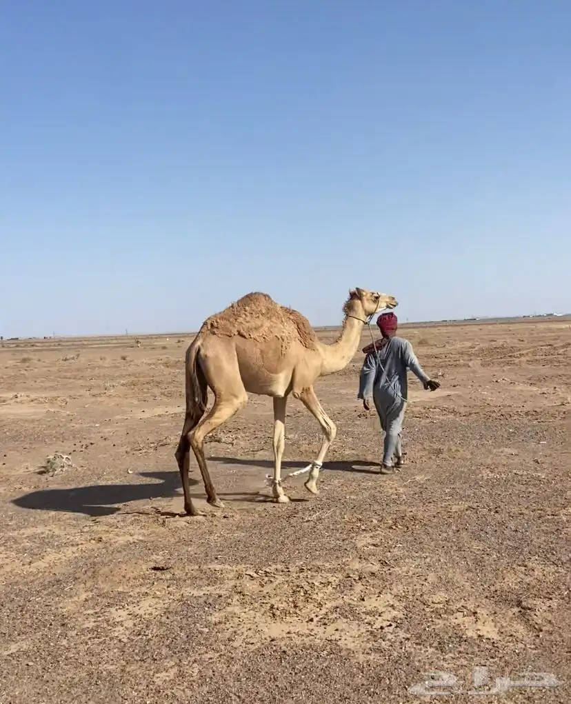 للبيع بكره حقه تقاود 2