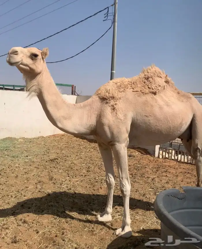 القحه ذلول البيع 4500. تم البيع 6