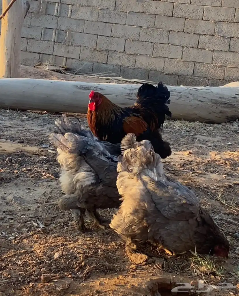 دجاج براهمه ثلاث دجاج وديك شرط بياض 0