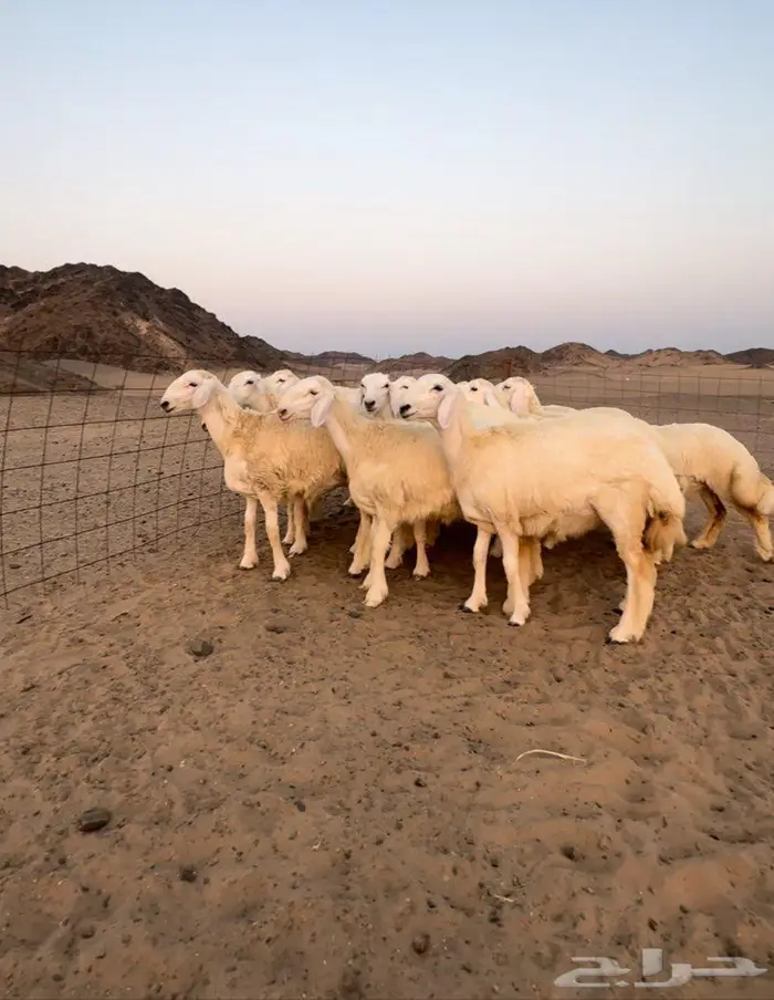 رخال حرية 10