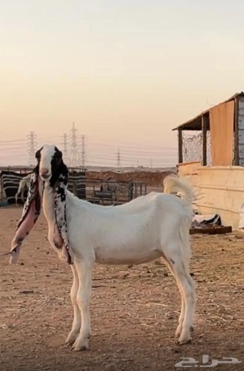 عنز هولنديه تحتها جفره 1