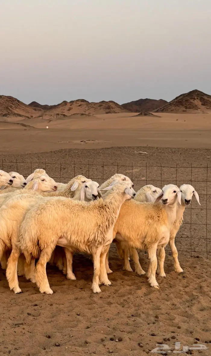 رخال حرية 11