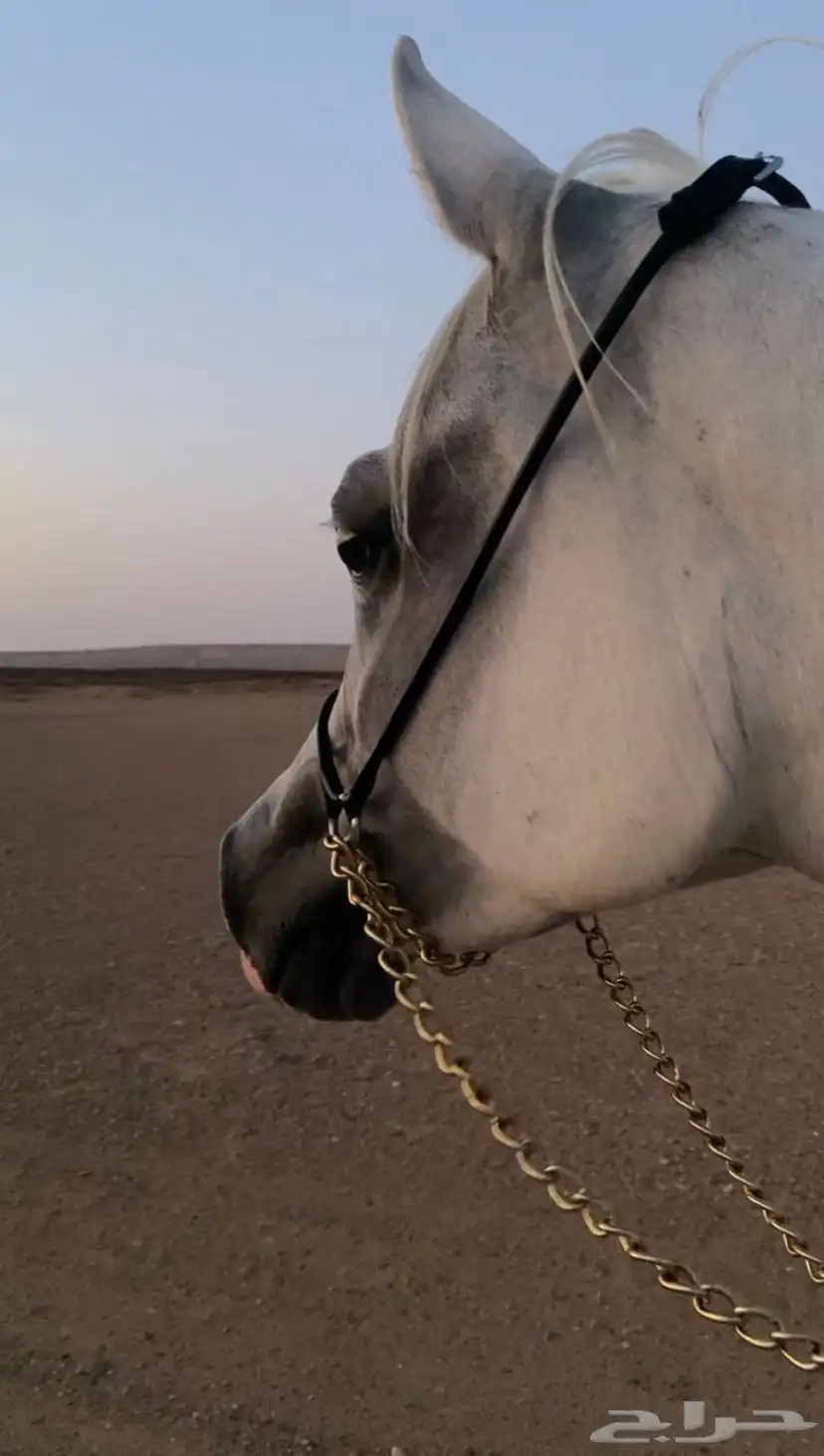فرس واهو ومهرة واهو جمال 0