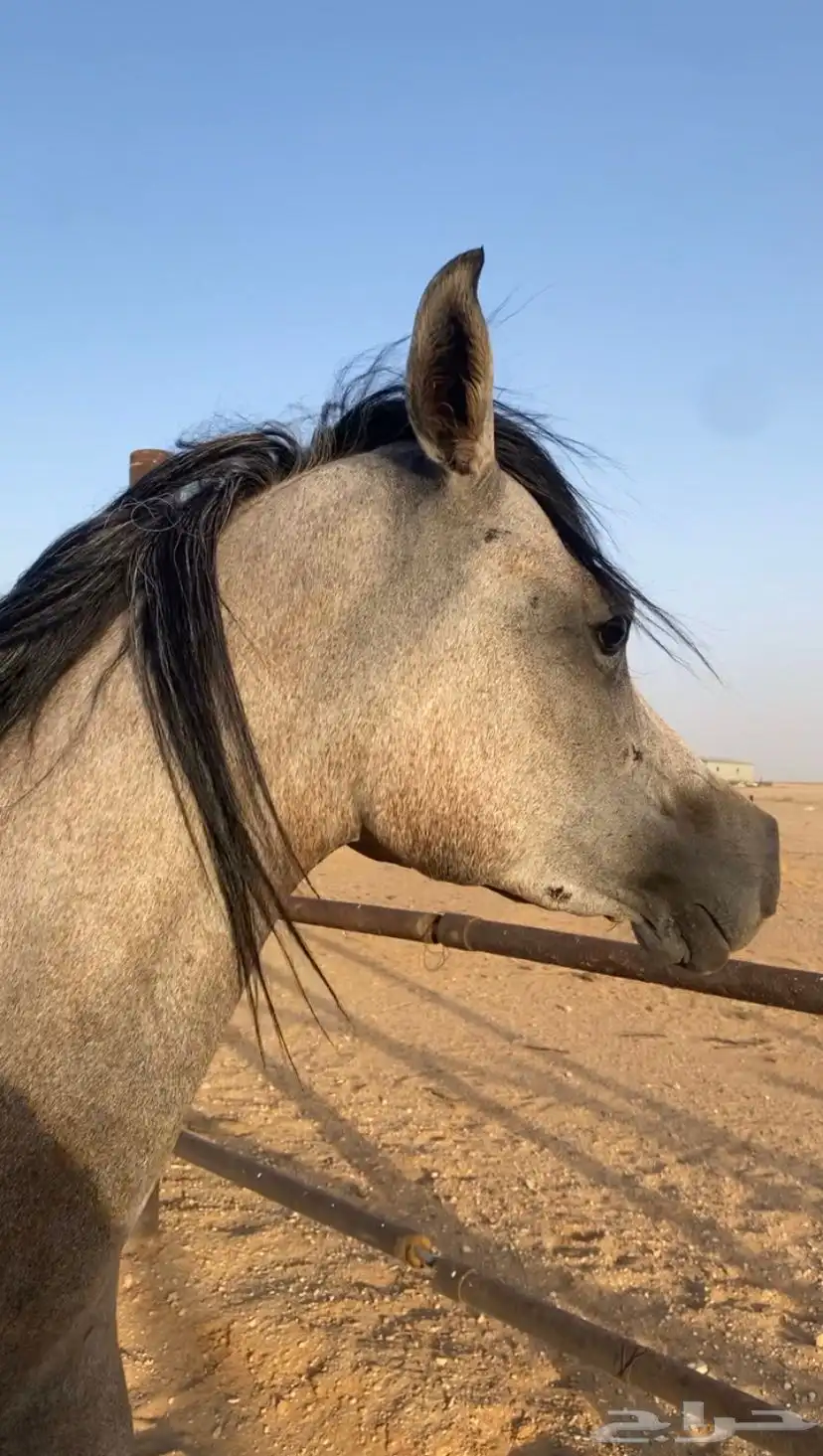 فرس واهو ومهرة واهو جمال 5