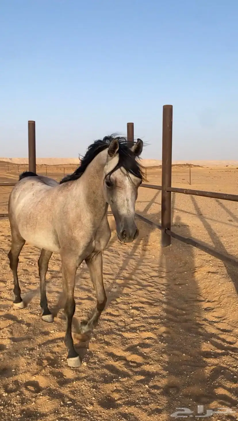 فرس واهو ومهرة واهو جمال 4