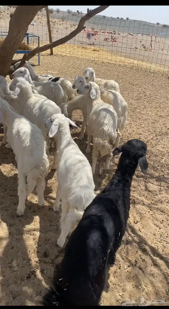 بهم ابو شهرين وشهرين ونص نظيف شكل فاخر العدد49فيه 23 رخال 1