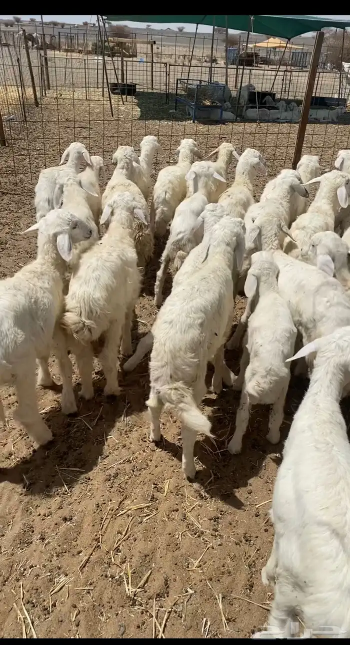 بهم ابو شهرين وشهرين ونص نظيف شكل فاخر العدد49فيه 23 رخال 0