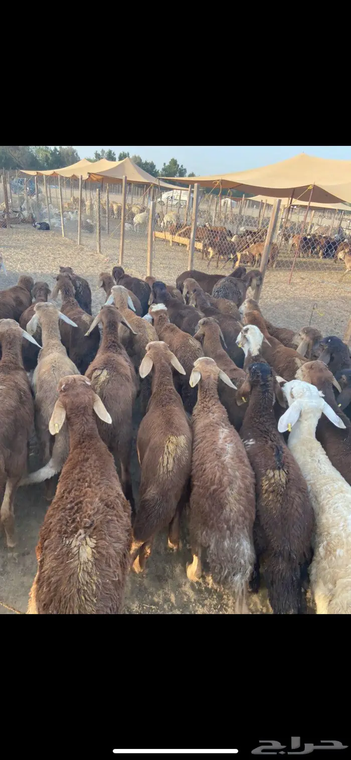 طليان سواكن حمر 1