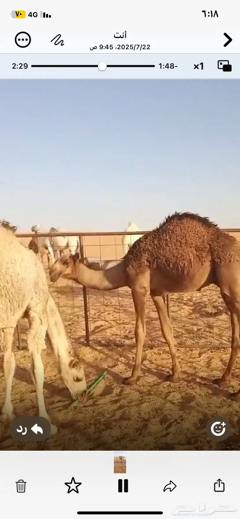 حشو بريه شحم وجروم وعلي حليب 2
