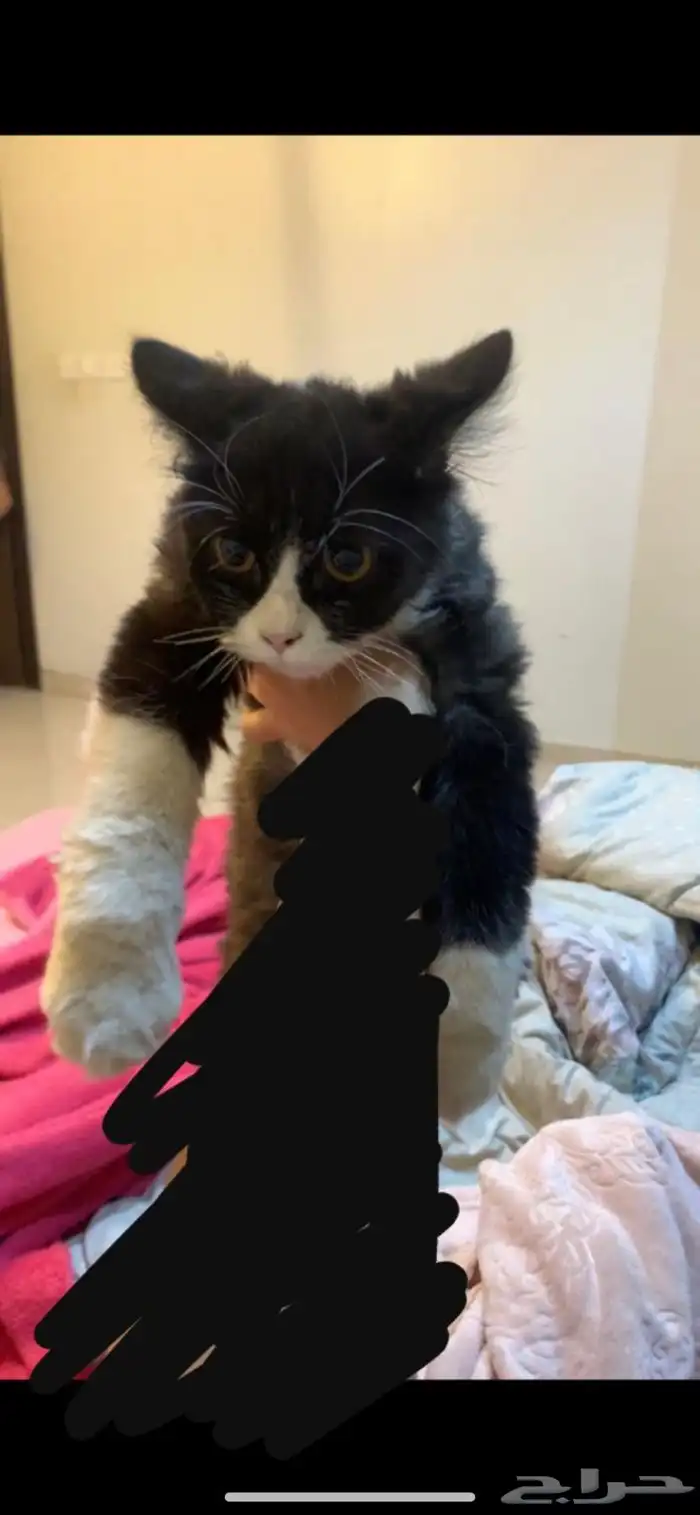 للتبني بسه كتن صغيره نظيفه جدا  عمرها بين ال 3-5 شهور 0