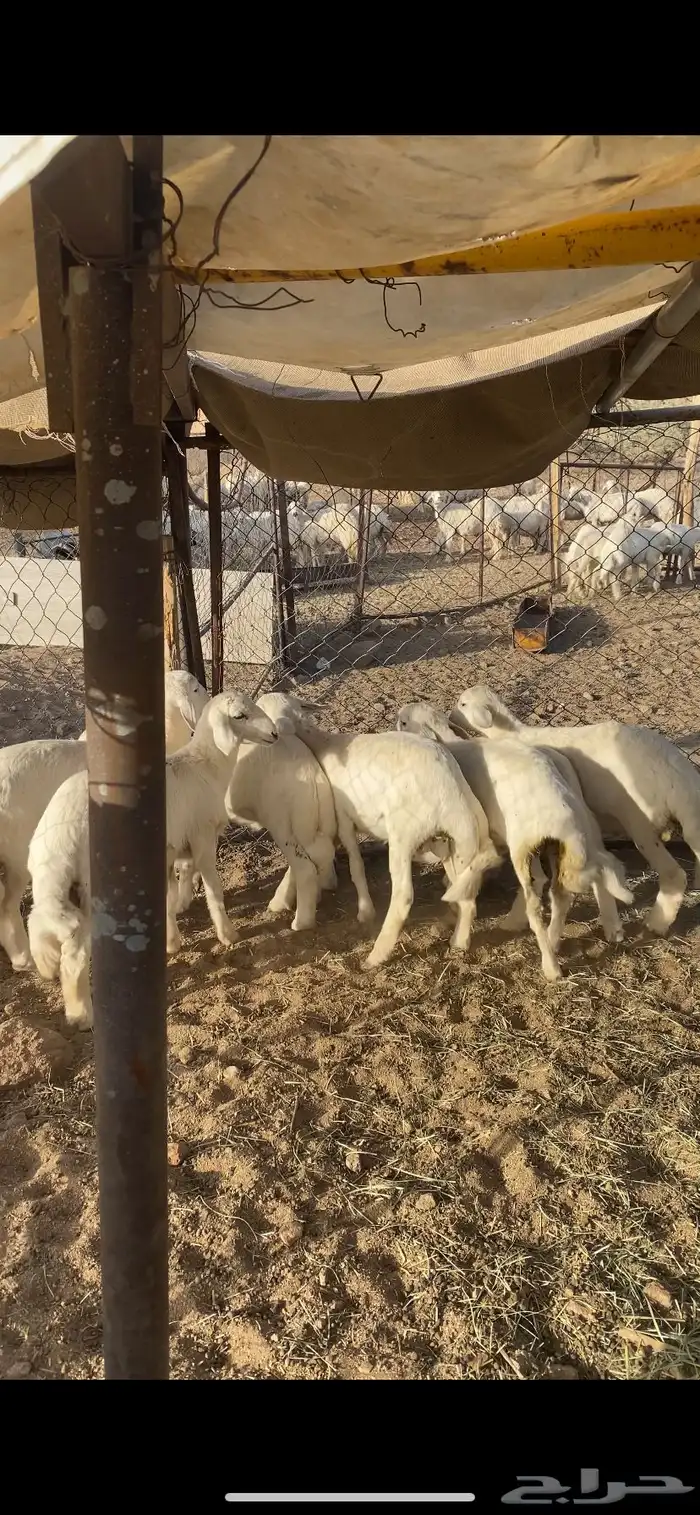 10بهم كفو (تم البيع ) 2