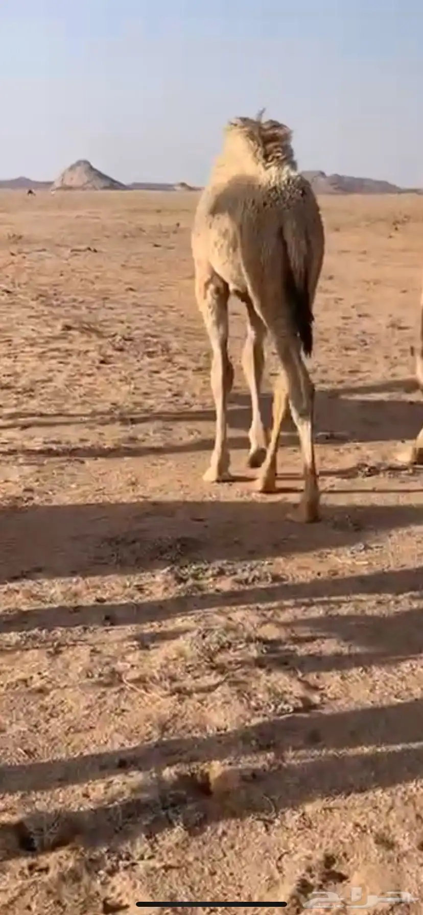 للبيع القعود المفرود العمر 6 شهور 4