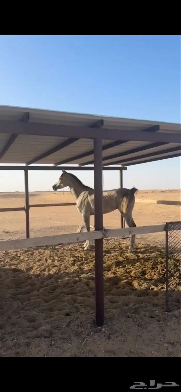 حصان شعبي شيييخ 4