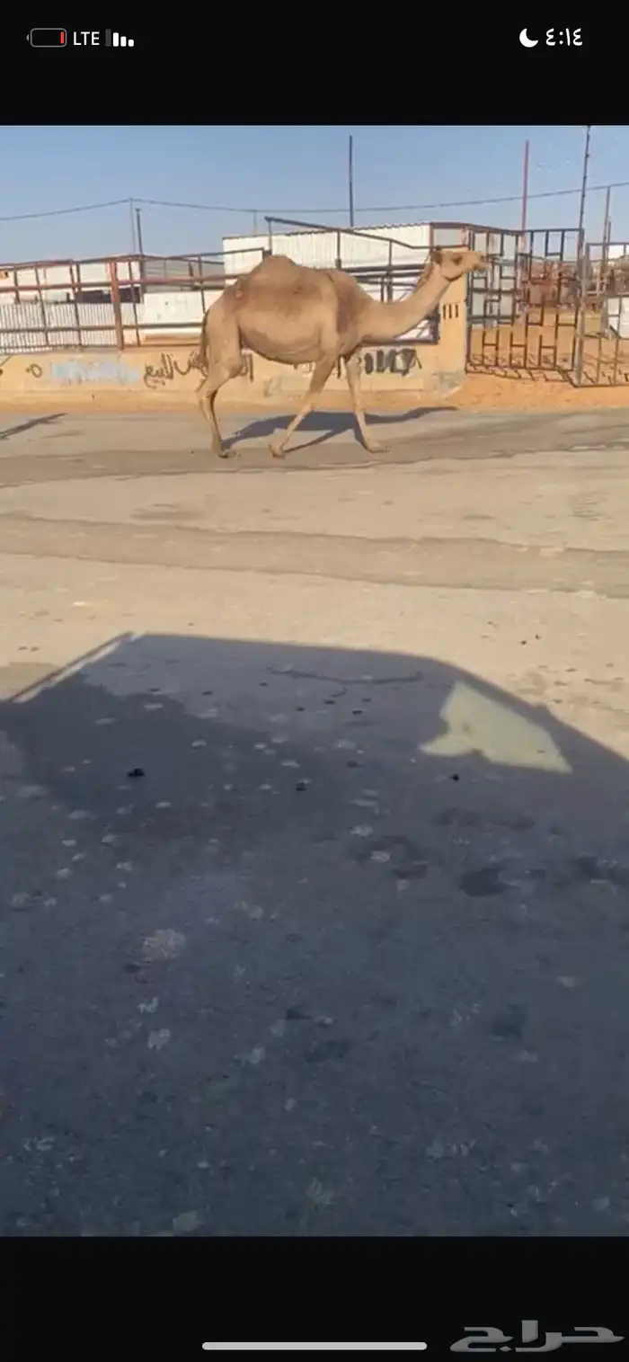 للبيع القحه الصفر 4