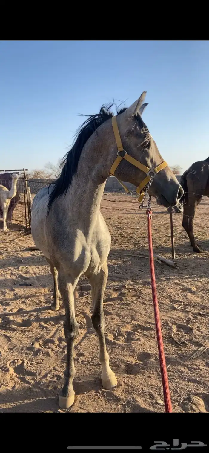 مهر شعبي شيخ 4