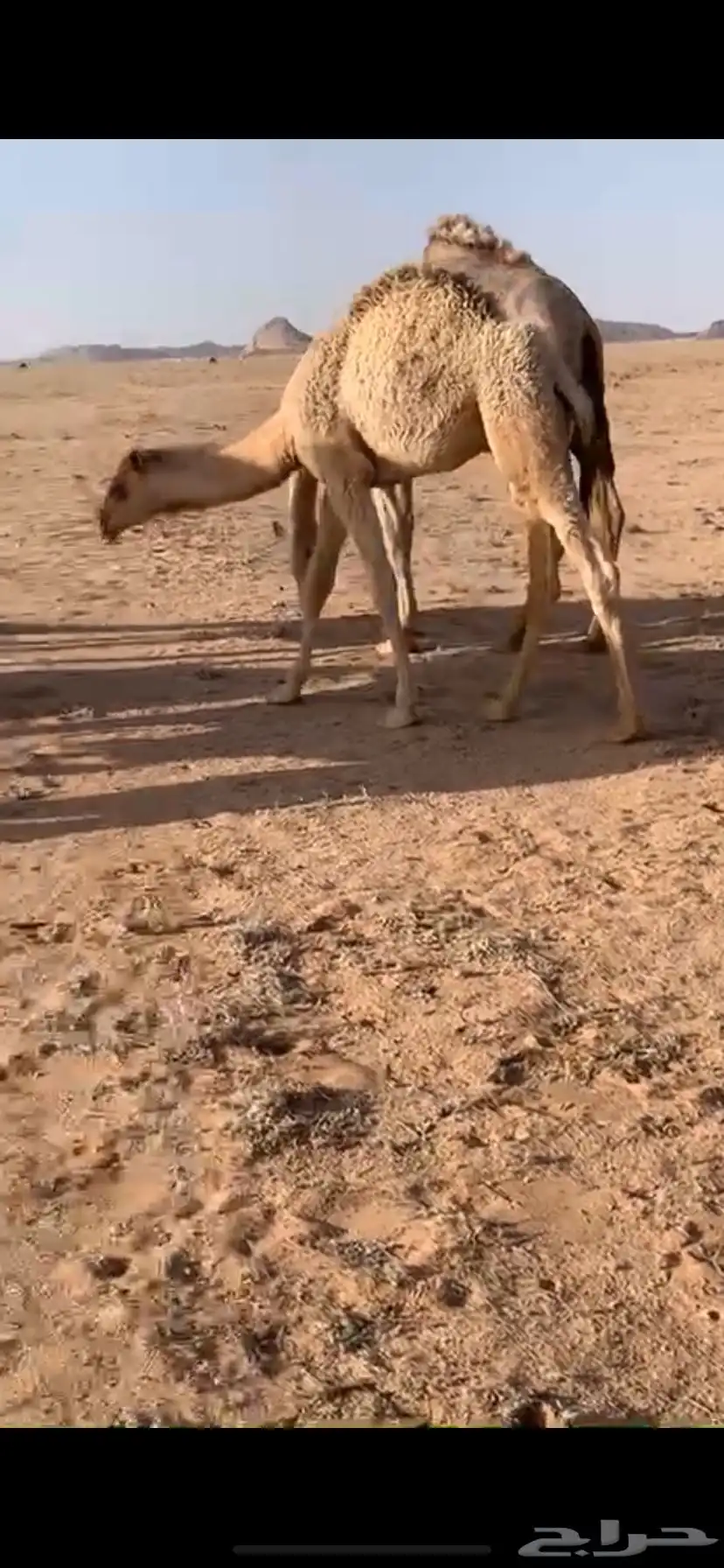 للبيع القعود المفرود العمر 6 شهور 5