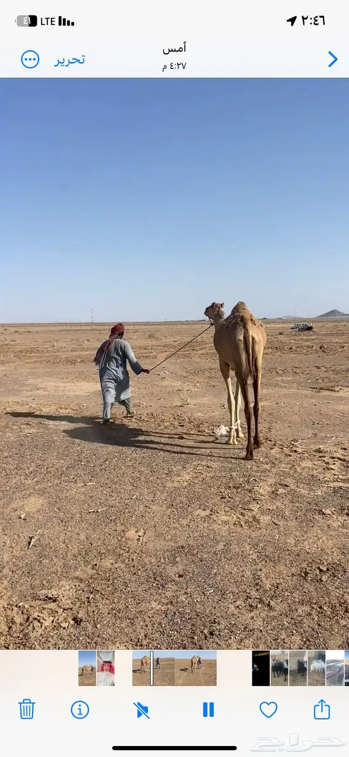 للبيع بكره حقه تقاود 1