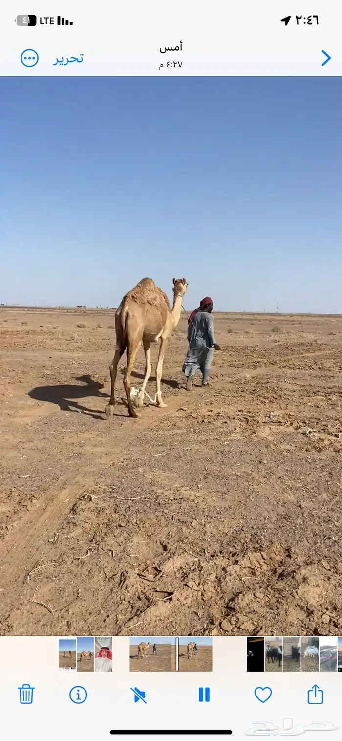 للبيع بكره حقه تقاود 0