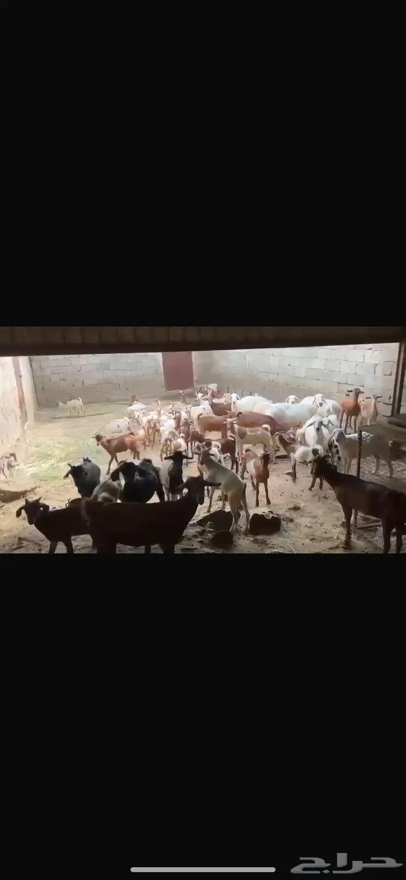 30 كبير و40 بهم   السوم 56K   البيع قريب   الموقع المخواه 1