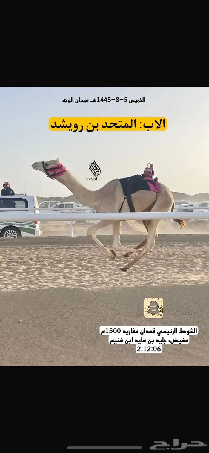 للبيع بكره حوره شكل فل وسلاله طيبه 4