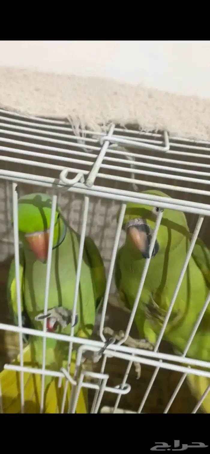 بغبغاء درة 0