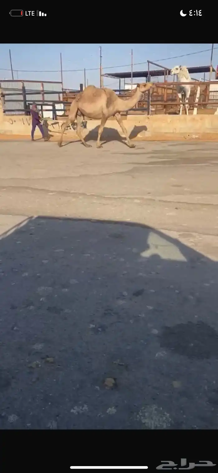 للبيع القحه الصفر 2