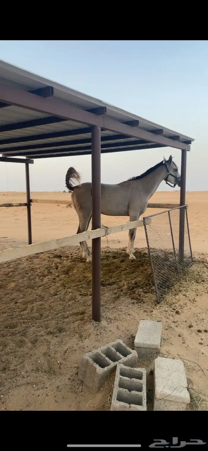 حصان شعبي شيييخ 0