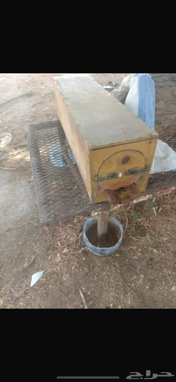 نحل للبيع 3