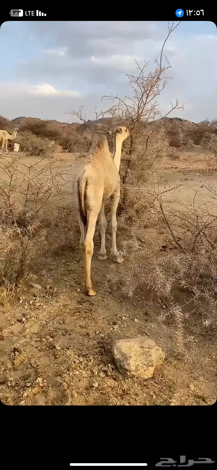البيع بكره على حليب أمها وعلى علف نظايف 6
