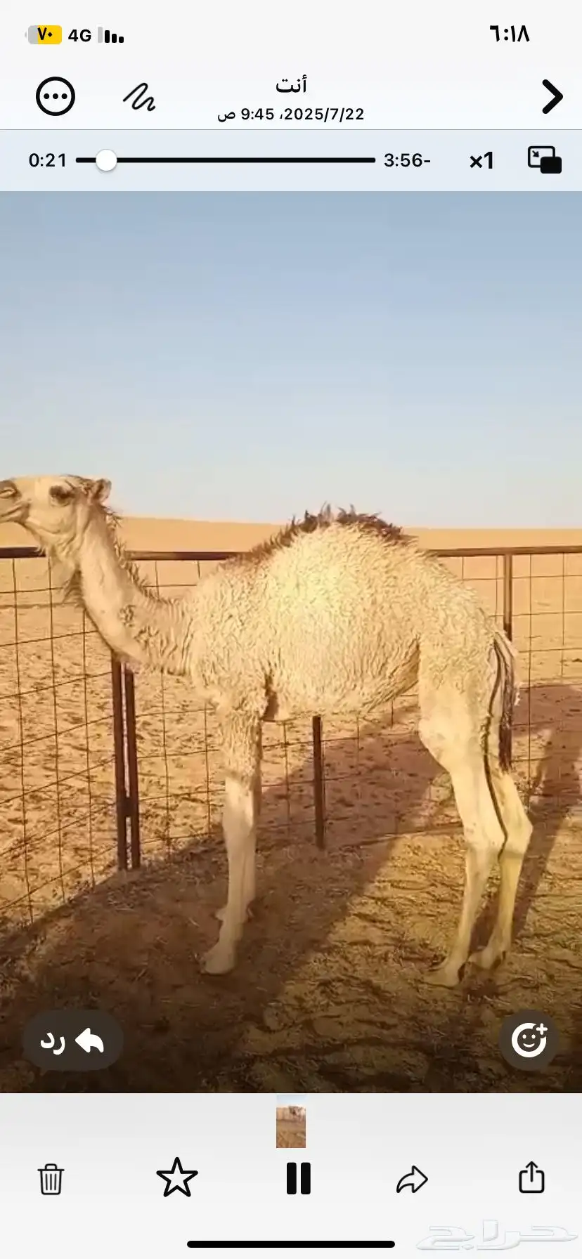 حشو بريه شحم وجروم وعلي حليب 7