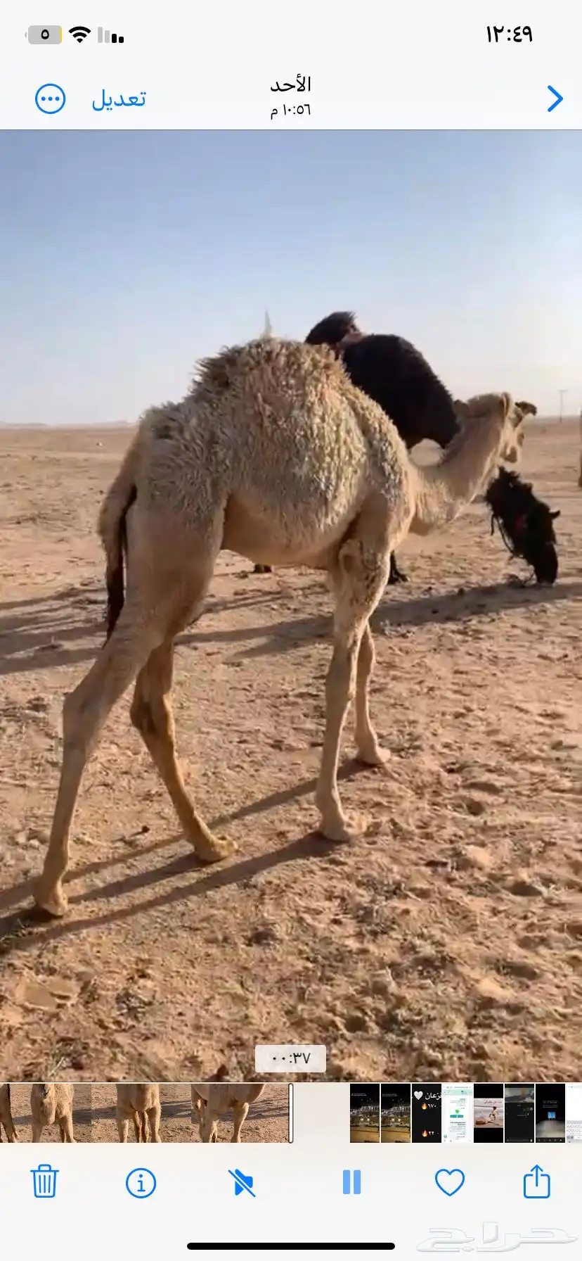 للبيع القعود المفرود العمر 6 شهور 0