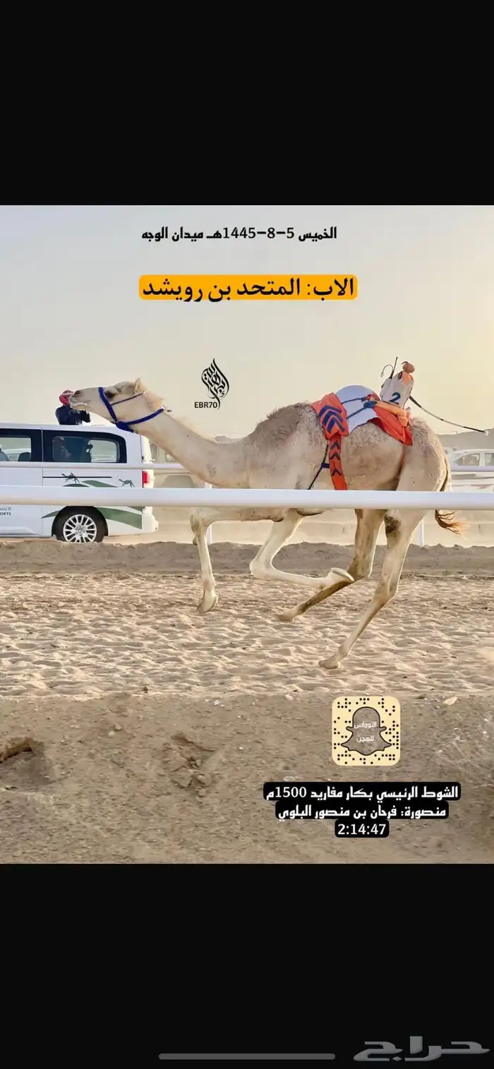 للبيع بكره حوره شكل فل وسلاله طيبه 3