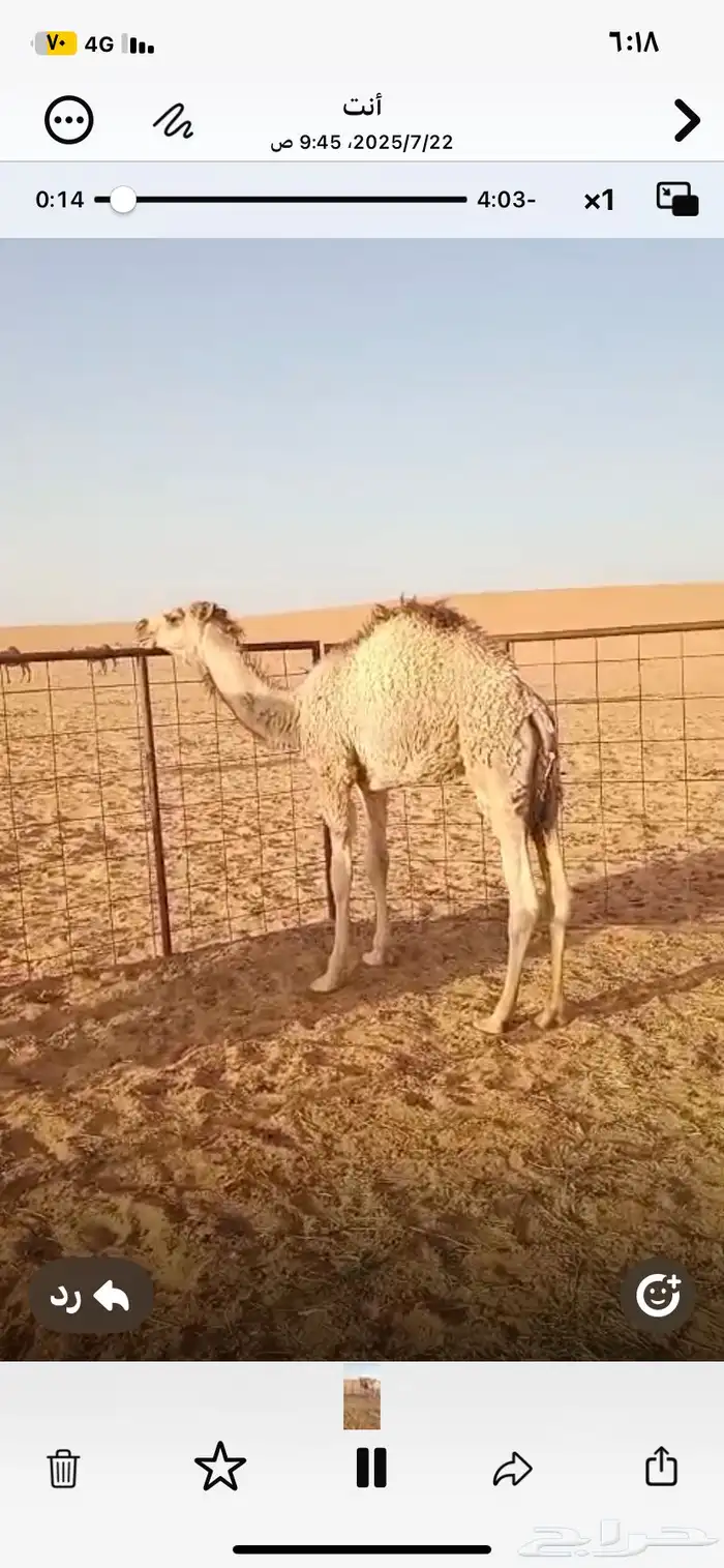 حشو بريه شحم وجروم وعلي حليب 6
