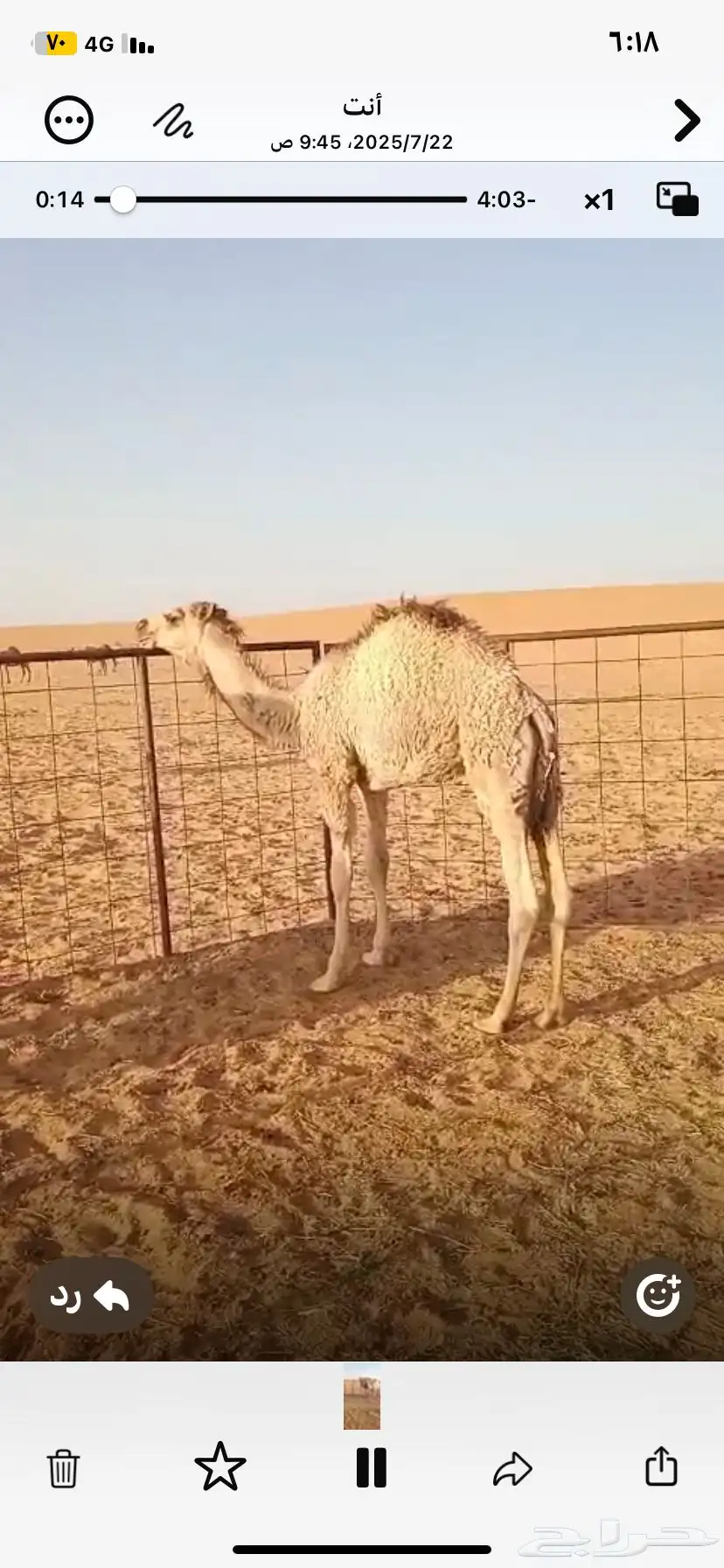 حشو بريه شحم وجروم وعلي حليب 6