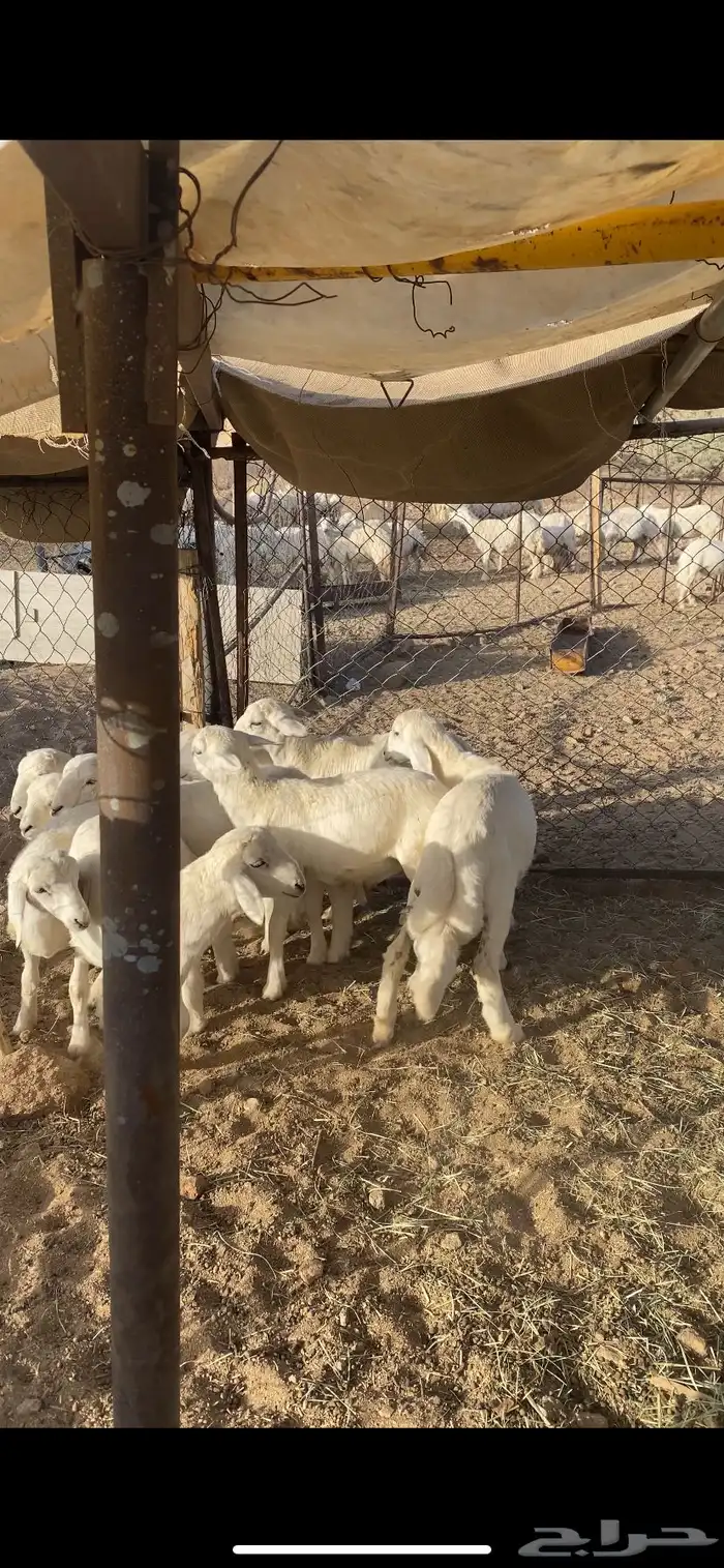 10بهم كفو (تم البيع ) 1