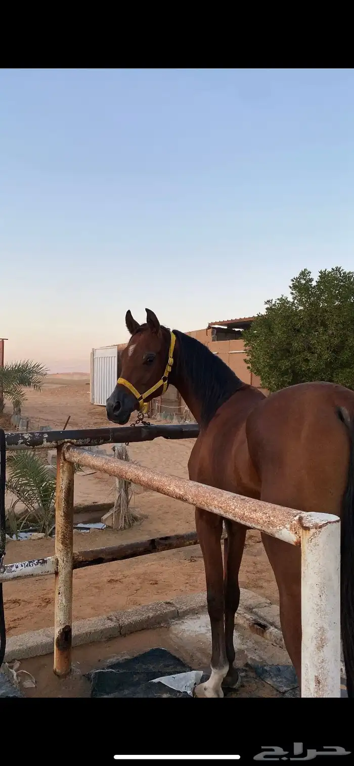 حصان واهو 2