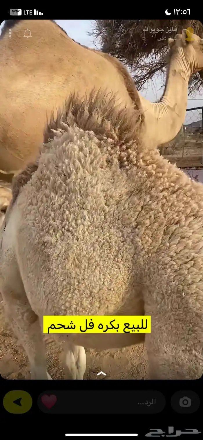 البيع بكره على حليب أمها وعلى علف نظايف 3
