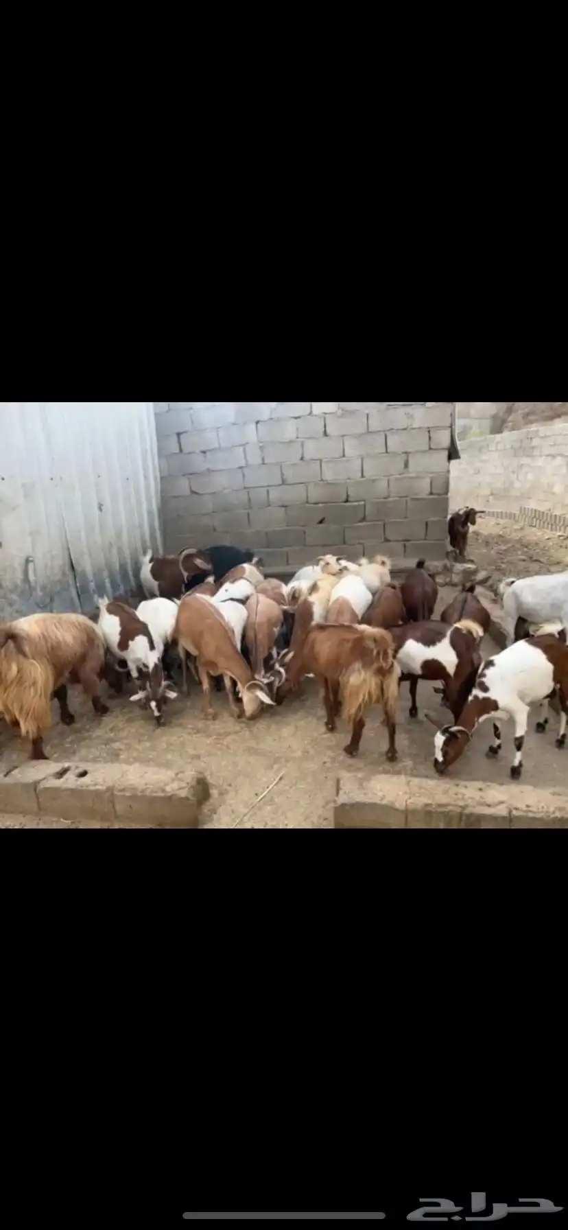 30 كبير و40 بهم   السوم 56K   البيع قريب   الموقع المخواه 2