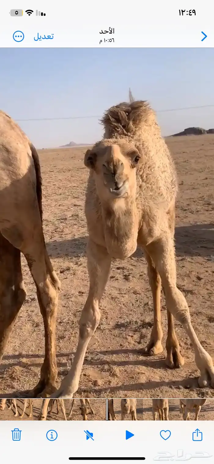 للبيع القعود المفرود العمر 6 شهور 2