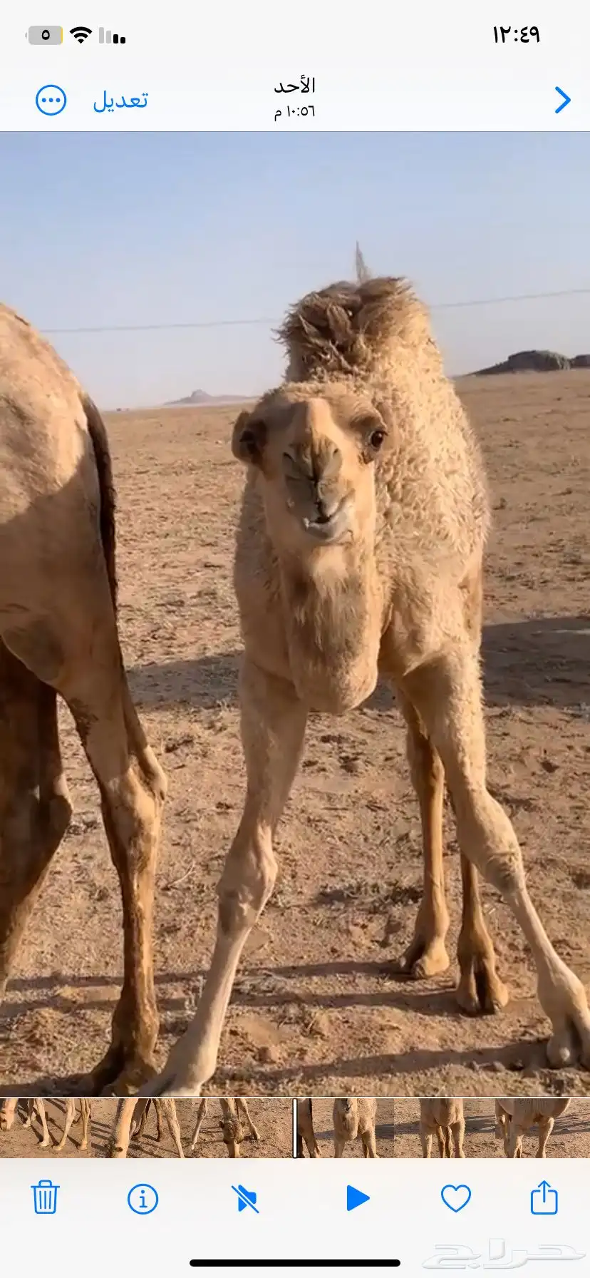 للبيع القعود المفرود العمر 6 شهور 2