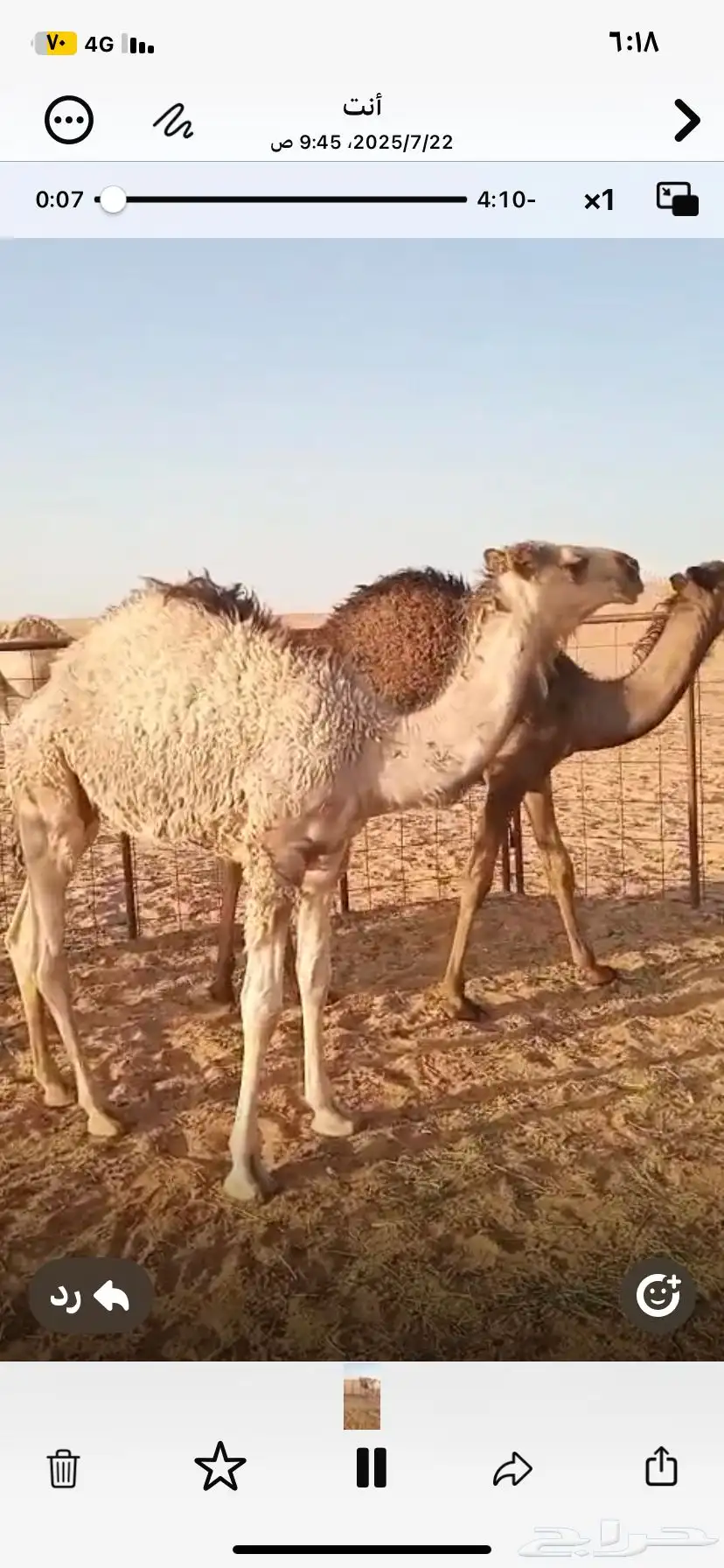 حشو بريه شحم وجروم وعلي حليب 9