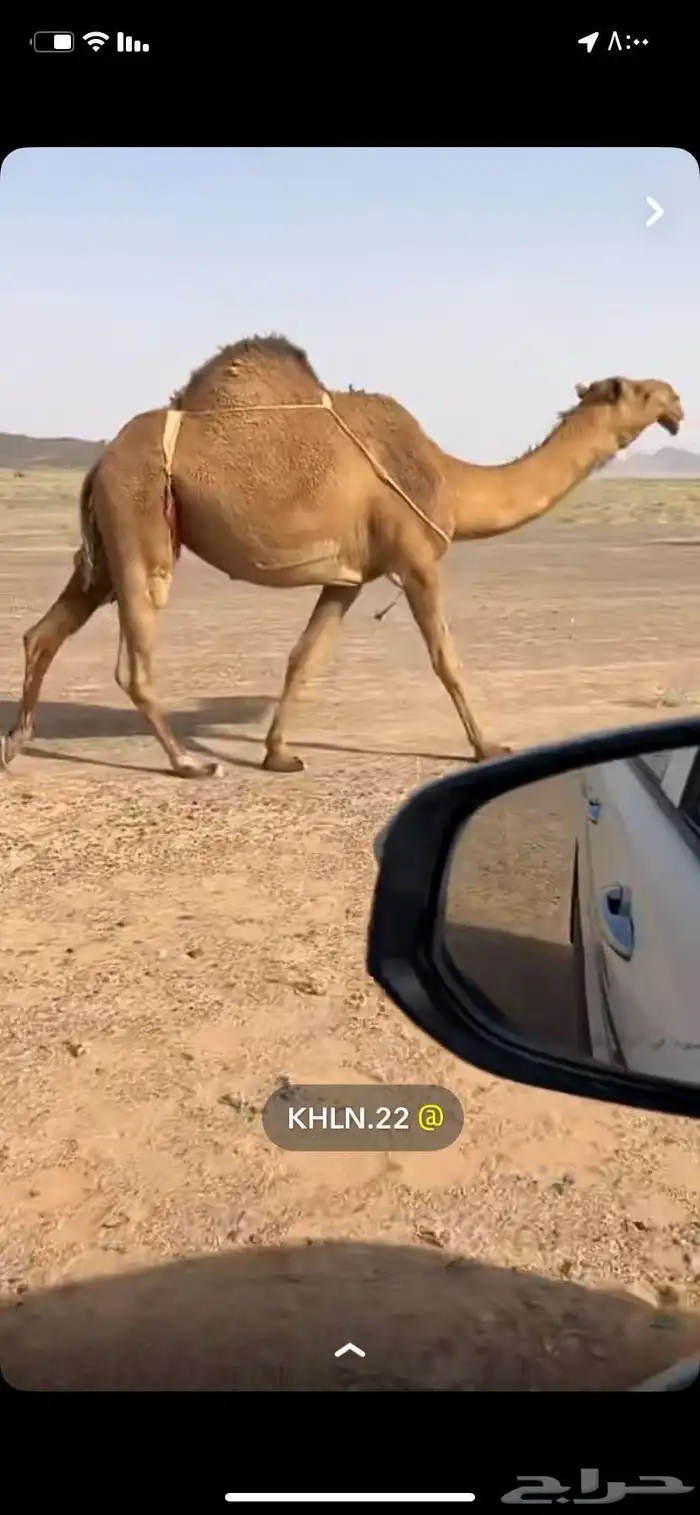 فحل لبيع الموجودات بناته 2