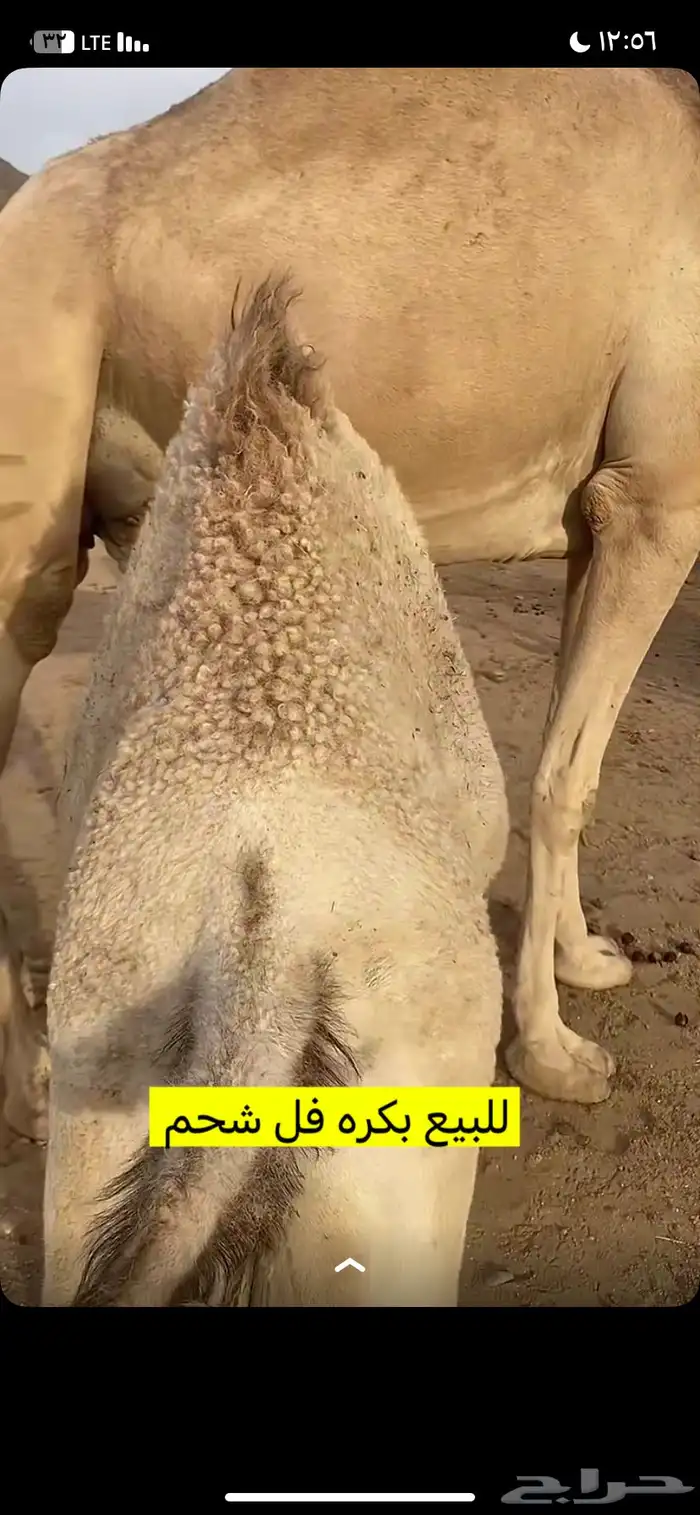 البيع بكره على حليب أمها وعلى علف نظايف 1