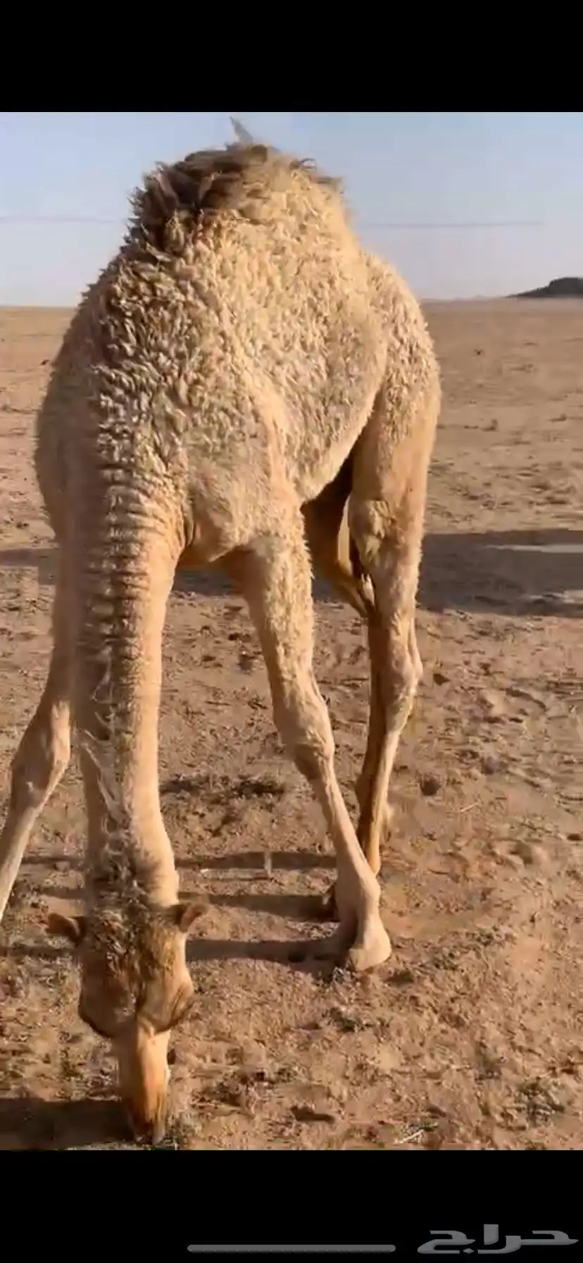 للبيع القعود المفرود العمر 6 شهور 1