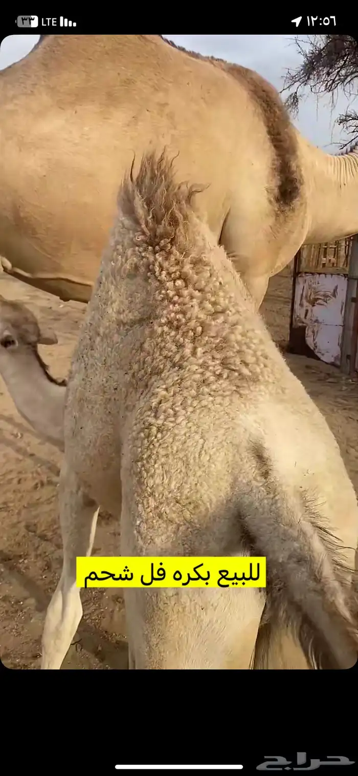 البيع بكره على حليب أمها وعلى علف نظايف 4
