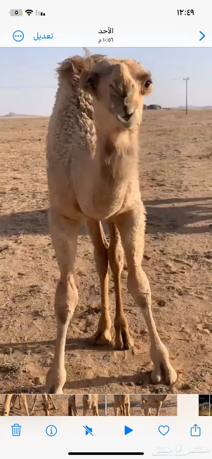للبيع القعود المفرود العمر 6 شهور 3