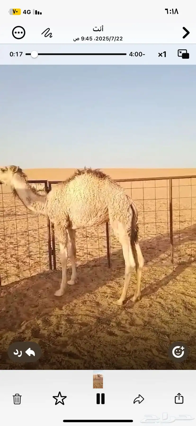 حشو بريه شحم وجروم وعلي حليب 8