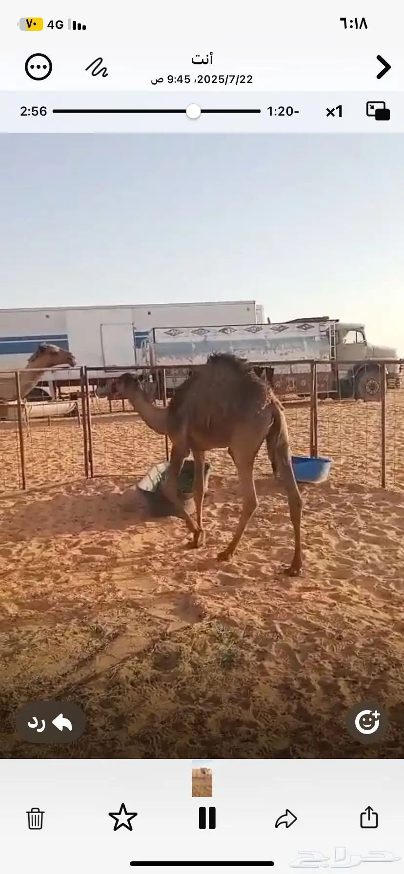 حشو بريه شحم وجروم وعلي حليب 0